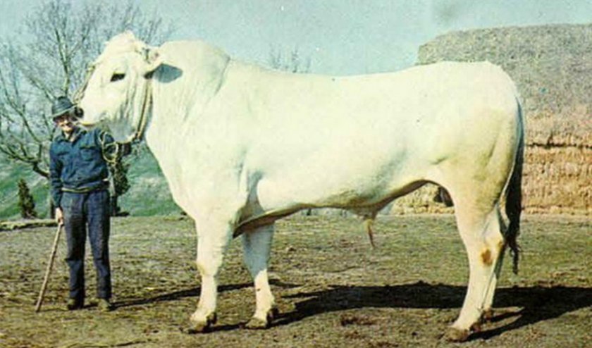 92e6a1a81e145c9610094b8887560ef5 Скільки важить корова, бик, теля: середні показники, розрахунок ваги, рекордсмени по вазі