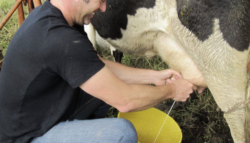 9302cee1f6f11b63d9b357ce77c5ffd4 Як правильно доїти корову доїльним апаратом: технології і правила машинного доїння, відео