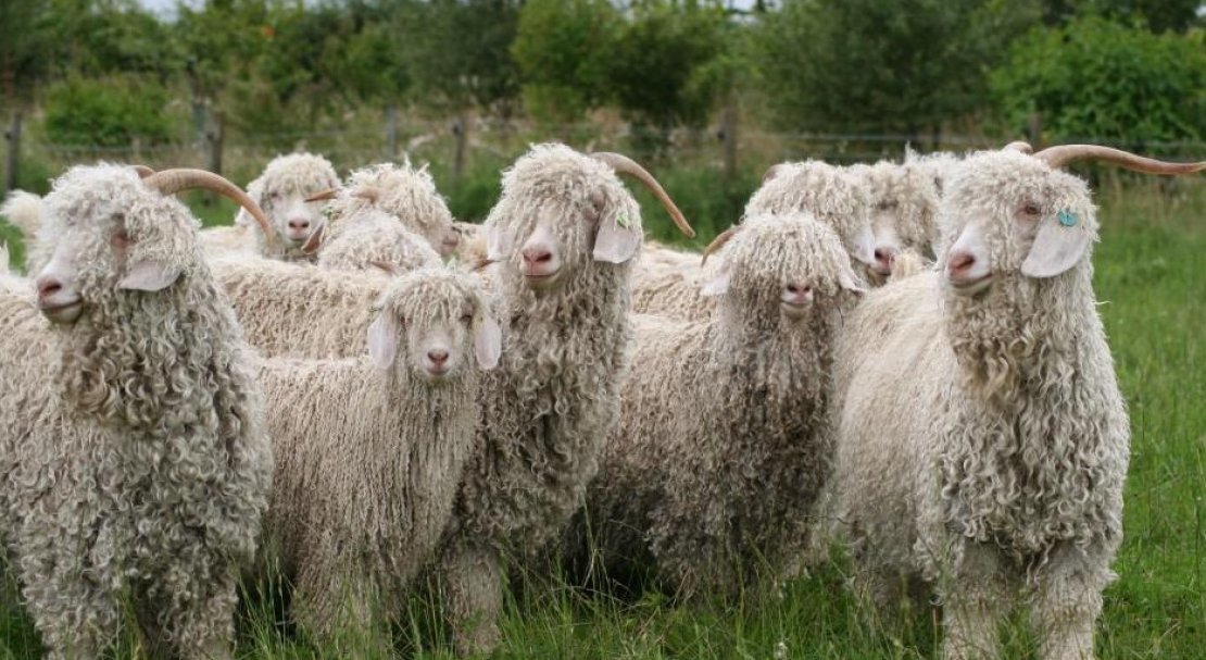943d3e7f911f114007f308569f1029ba Ангорська коза: опис та характеристика кіз, відмінності від інших видів, особливості утримання і догляду, як отримати шерсть, фото