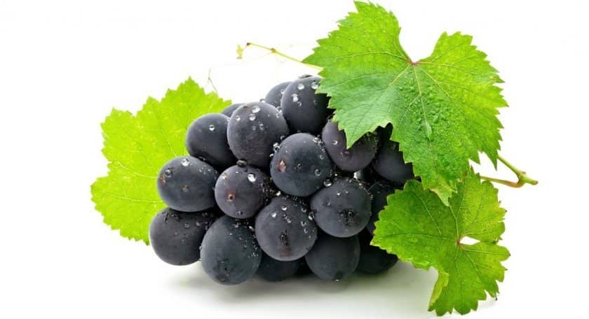 9552ca184933ba36e529b33d61b22fc8 Виноград — це ягода або фрукт? Як правильно називати, опис і особливості