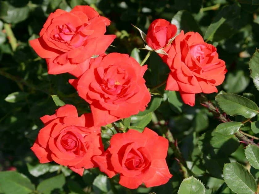 955e937c5eab97ab895e76d8238739d7 Троянди Кордеса: найкращі сорти з описом і фото, особливості догляду