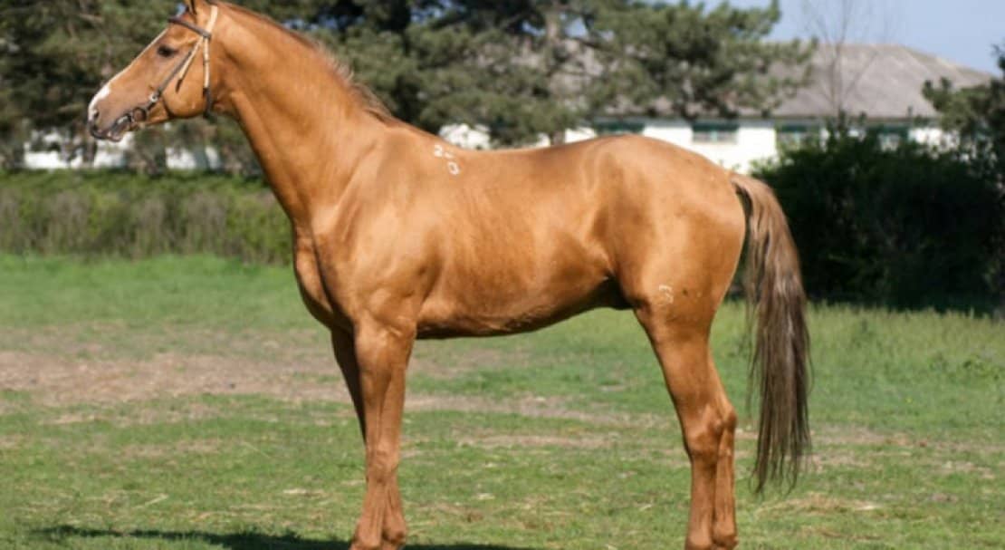 95637f561a994165e42be4834e827189 Донська кінь: характеристика і опис породи, розведення і догляд, фото, відео