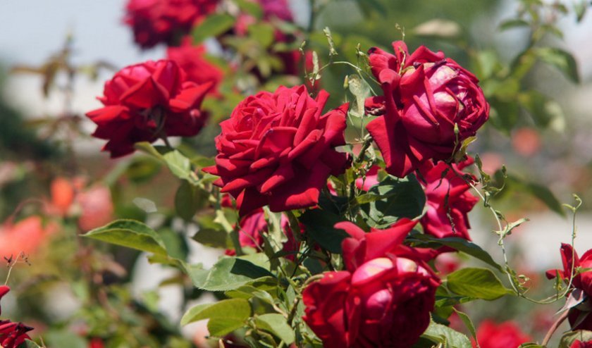 95d313ce94196bdaf457a89651c5cc8d Добриво для троянд: чим удобрювати троянди восени, як приготувати добрива, скільки і як правильно вносити