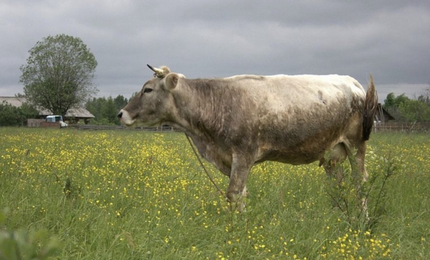 963ebcad7d591cd3c2f22e485fe61c1c Костромська порода корів: характеристика, фото, плюси і мінуси, утримання та догляд