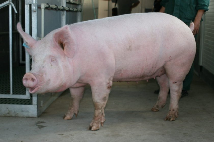 9675e4548dfb8109a2befe4e30c87334 Скільки років в середньому живуть свині в домашніх умовах і в дикій природі, що впливає на тривалість їхнього життя