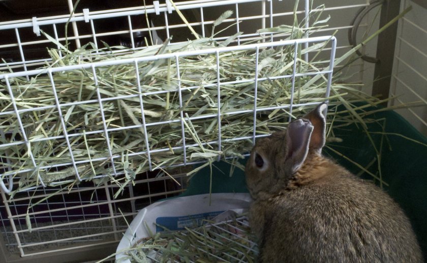 Роль правильного годування кроликів