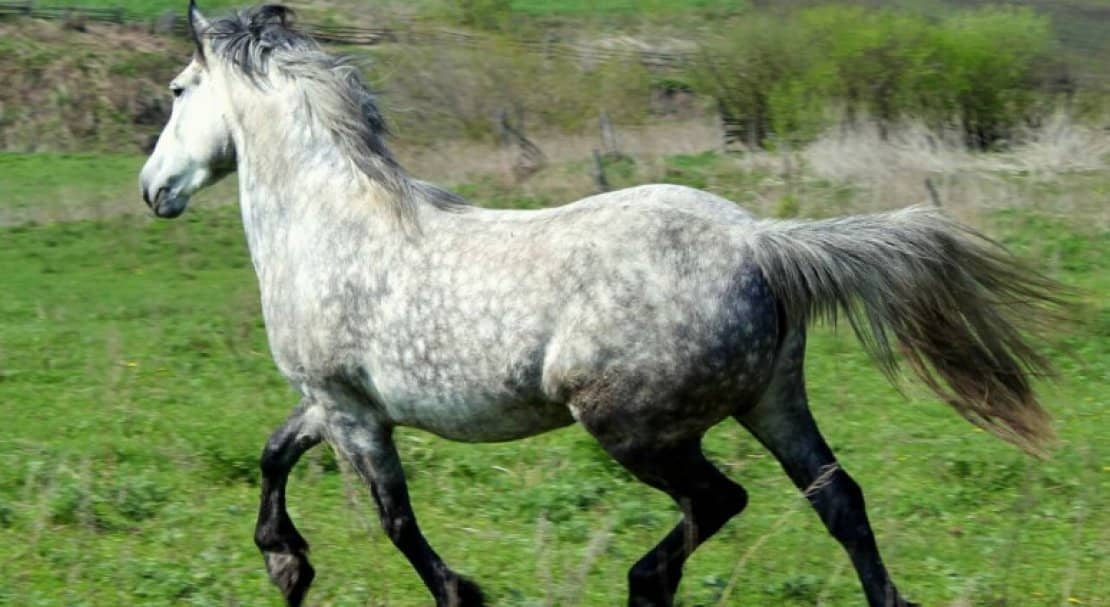 97e2af7e30775b770427400e52cacd98 Орловська порода коней: характеристика та фото, історія, особливості розведення та догляду, відео
