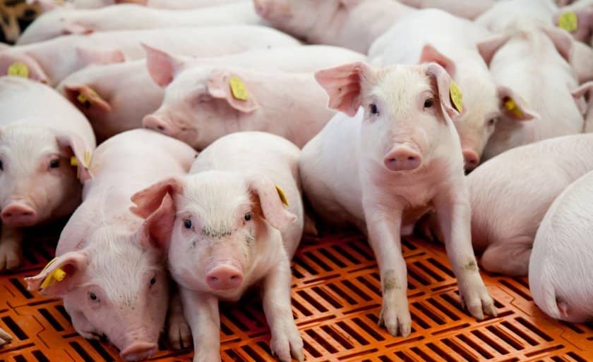 97ea5a863a67e6dd849c77fdbdd7180c Пика у свиней: симптоми і лікування в домашніх умовах, вакцина (сироватка) проти хвороби, чи є мясорожа у свиней