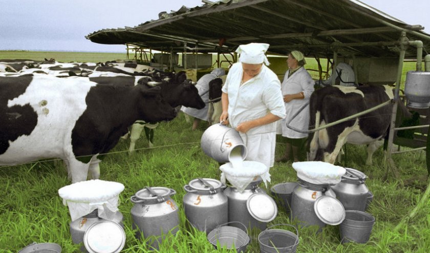 9864954e874dc8902f7862eab355f547 Скільки корова дає молока в добу в середньому: після першого і другого отелення, від чого залежать надої