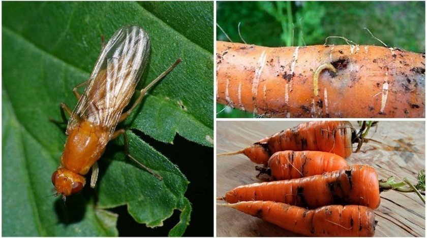 98a14c579e9181cad55c1ff386cc8945 Морквяна муха: опис та характеристика шкідника, причини появи, способи лікування і боротьби на городі