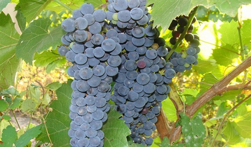 98bf3753552bde084c172d04a4cff593 Кращі сорти винограду для Сибіру: опис і особливості вирощування, фото
