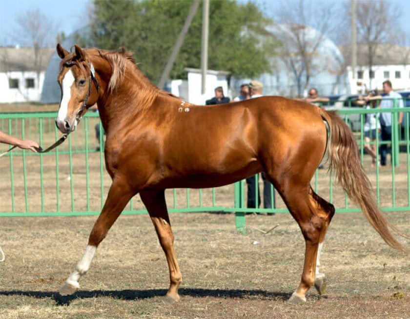 990ac4393b13f064a1a348f7e8a41dd0 Буденновская порода коней: характеристика, зміст і догляд, фото
