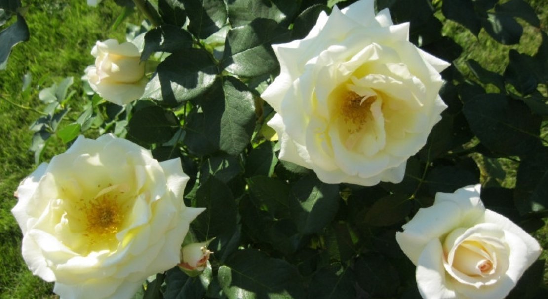 9917ebc0fbd23c203979a715c5f5f777 Роза Шнеевальцер: опис і характеристики троянди, способи розмноження, вирощування і догляд