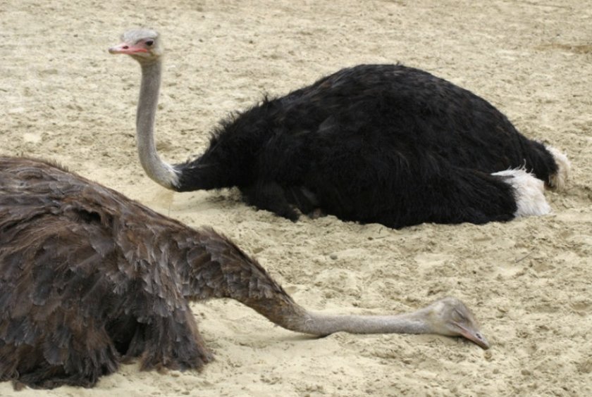 9931d602996e21cabacfe5dbbc4a3efe Чому страус ховає голову в пісок: робить він це на самому справі, як веде себе в хвилини страху, фото