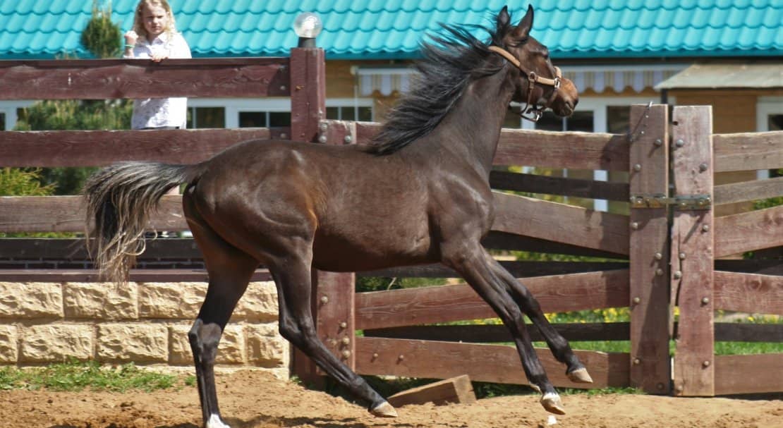 99b578990f654df1830e1f2c3de98b96 Ганноверська кінь: опис і зміст породи, переваги та недоліки, особливості догляду, фото