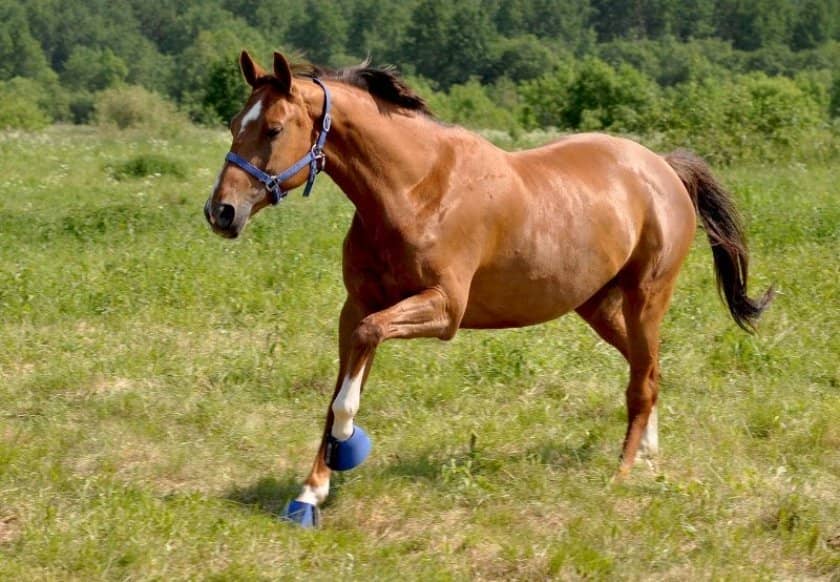99e0f5a6aea1f82ed0a62c002a6121f4 Ганноверська кінь: опис і зміст породи, переваги та недоліки, особливості догляду, фото
