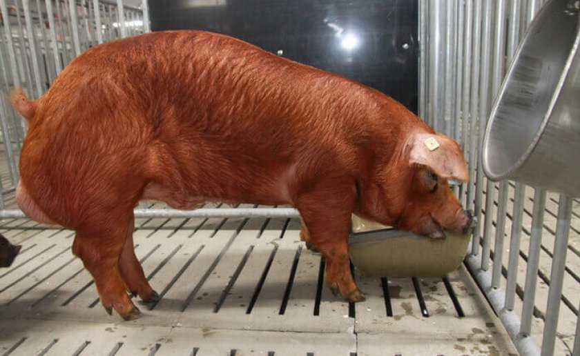 9a7b00090fed4a3c94f0ae57e143b1b8 Порода свиней Дюрок: характеристика і опис, утримання та годування, фото, відео