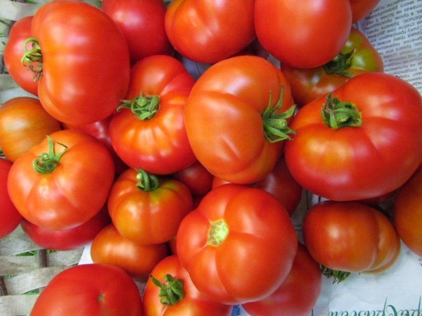 9ac9e5053f9d235efea92a22219a97df Томат Пролісок: опис та характеристика помідора, вирощування і догляд, фото