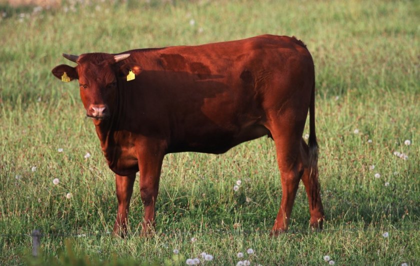 9af60c70406631c7596333ef81ddc881 Розведення биків на мясо для початківців: в домашніх умовах, вирощування як бізнес, плюси і мінуси, відео