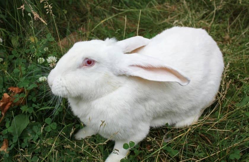 9b032879a8122cb15066177df4efd937 Кролик Білий велетень: опис породи, фото, вагу, вміст