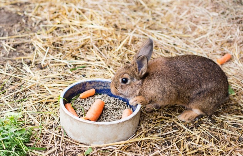 9c17fb88b432b0dbdcd252c5e3e1daf0 Як вигодувати кроленят без кролиці: можливо штучне годування з перших днів життя