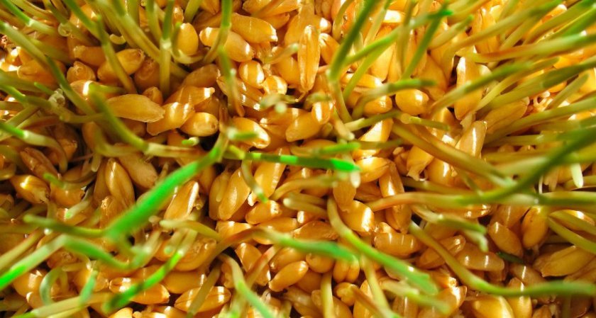 9c949d8ed977b65a5c09210da40dd68b Як проростити пшеницю для курей в домашніх умовах: покрокова інструкція та годування