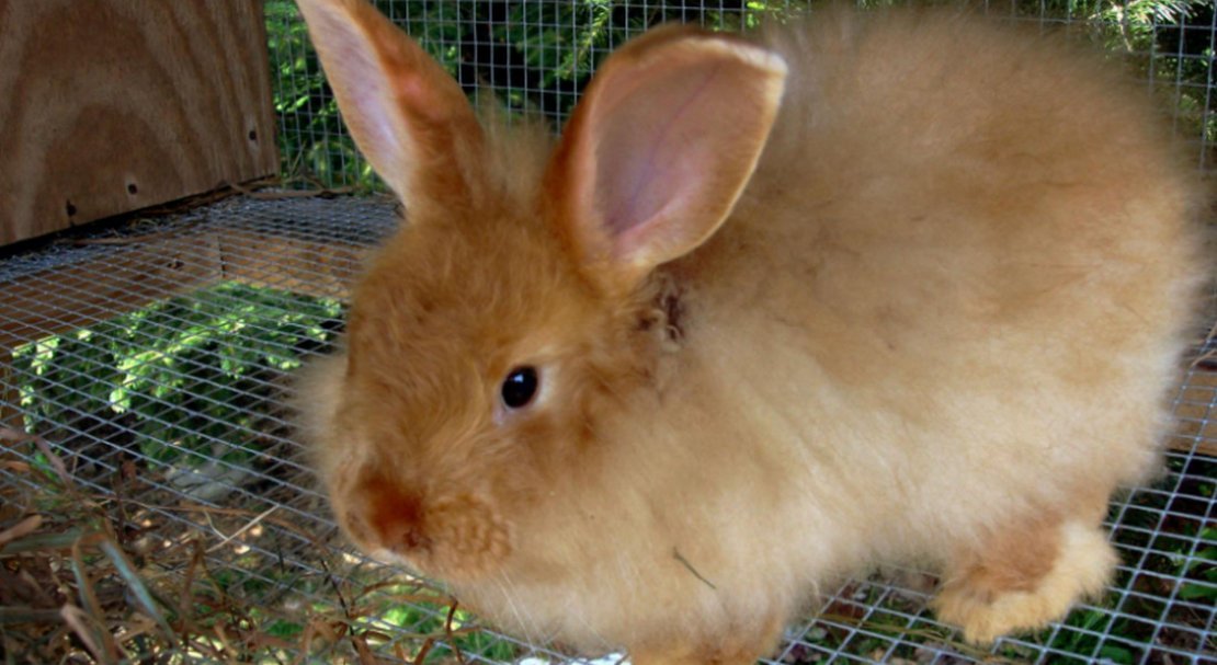 9df20c14bb505b1a2c017d28919b7b6d Ангорський декоративний кролик: опис породи і фото, догляд та утримання в домашніх умовах, чим годувати