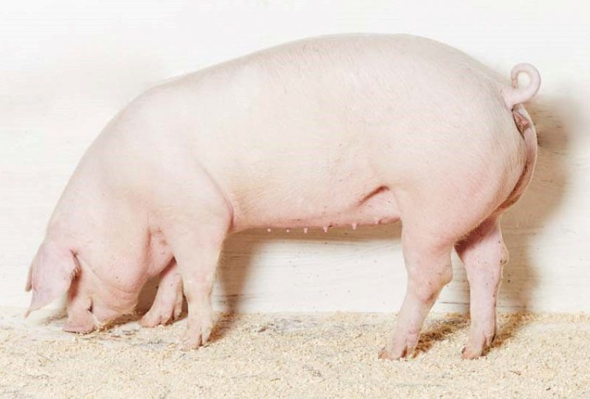 9ee1a20447b0a5cb28b775bff13071a1 Ландрас — порода свиней: характеристика і опис з фото, особливості розведення, годівлі та догляду, відео