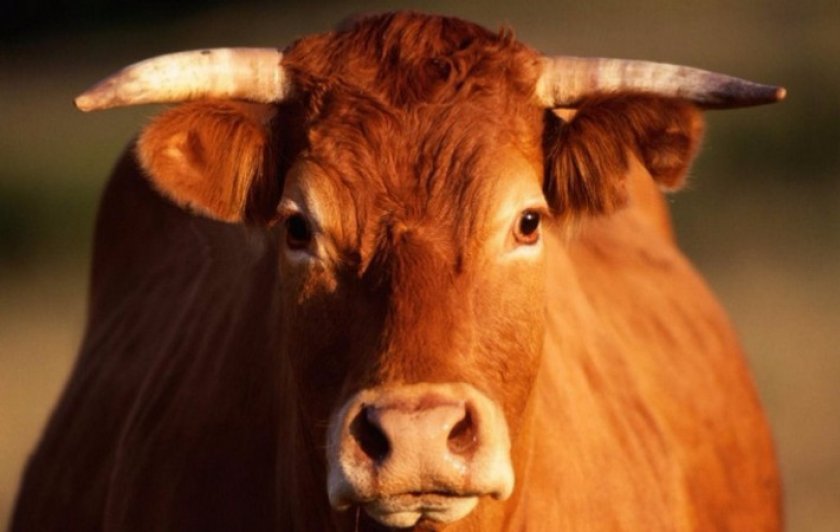 9f40851eaa27f4e0c102a849b5713c28 Червона степова порода корів: опис, догляд та годівля