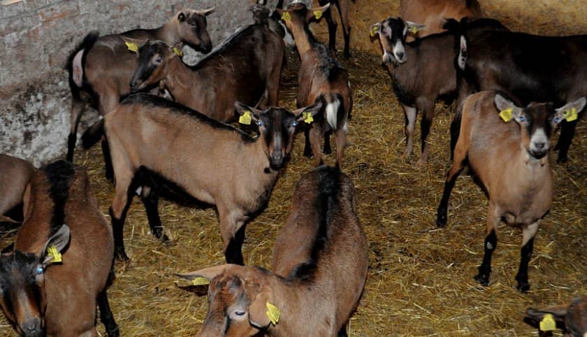 9f7ba0abad08b2c39e8209eeee7ef7e0 Скільки живуть кози в домашніх умовах і від чого залежить тривалість їх життя