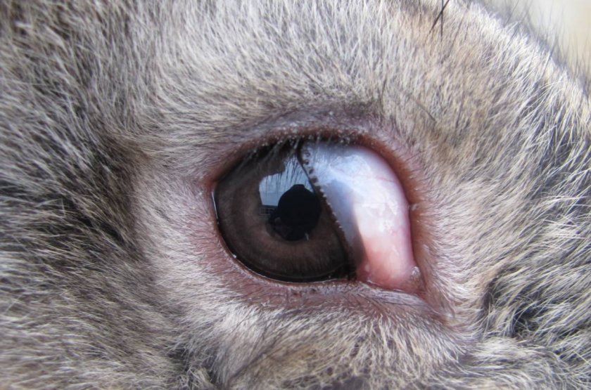 9f929023e5cacb8f0ce736c010b0192c Хвороби очей у кроликів: симптоми і лікування, опис та причини, фото