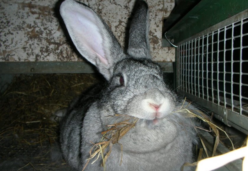 9fd4789c9f4bb255fbc4a845cbed28d1 Сірий велетень (порода кроликів): опис, фото, розведення та утримання, годування