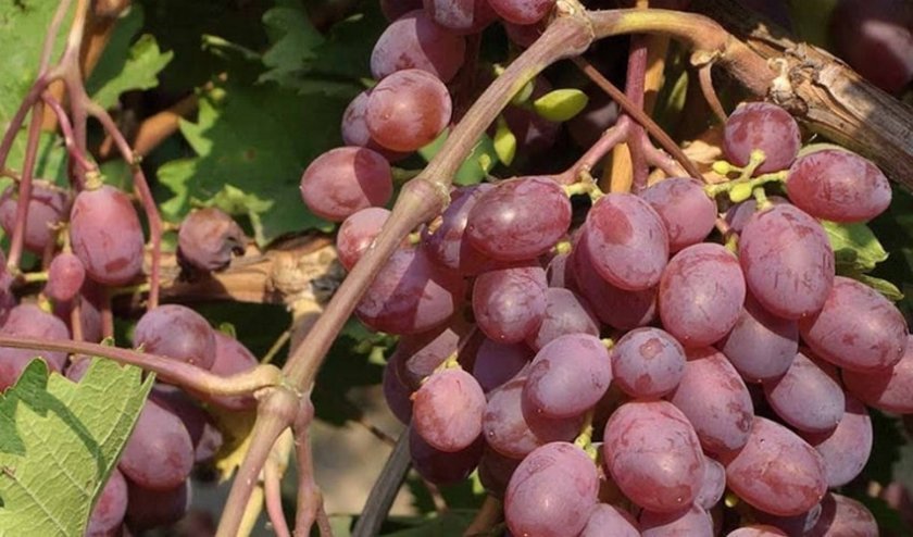 a0694da6a19f7794b3fb241106eb3b69 Кращі сорти винограду для Сибіру: опис і особливості вирощування, фото