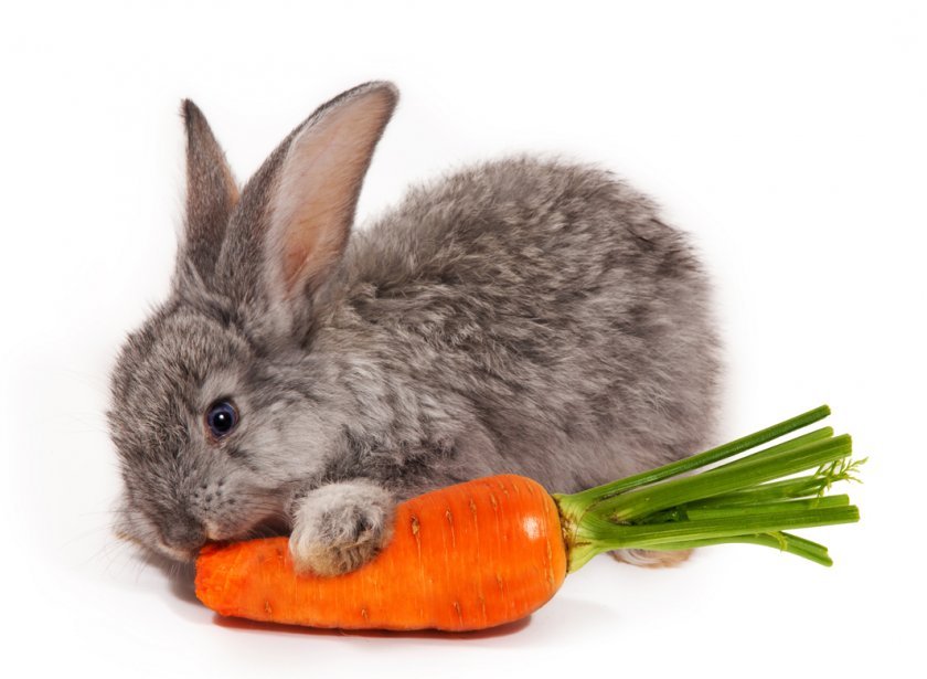 a0a363514526753062d7002c0f112895 Як годувати кроликів взимку в домашніх умовах: основні правила харчування, складання раціону