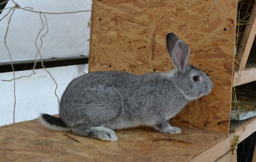 a0b43a508c0594e7435b27663790f99f Радянська шиншила (порода кроликів): опис, фото, вага, розведення та годування