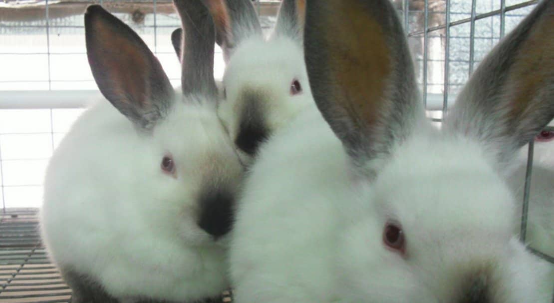 a0c629e99896175c4620a9c1f484a444 Каліфорнійські кролі: опис та характеристика породи, вага, розміри, чим годувати, розведення та утримання в домашніх умовах, фото, відео