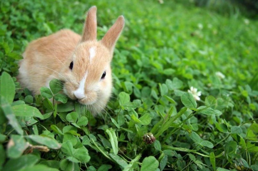 a0e48072d076319afb4e0c0dcfabc0d1 Чи можна давати траву молочай кроликам: користь і шкода, особливості годівлі