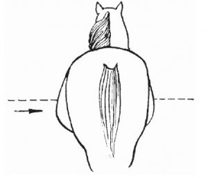 a1751eec0f22463d34f505db2cc50ee0 Першероны коні: опис та характеристика породи, розміри і вага, особливості змісту, фото, відео