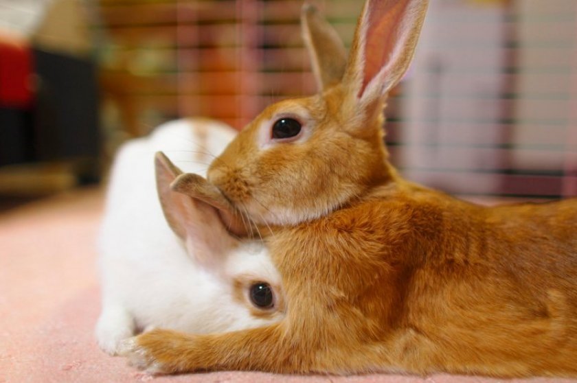 a1eea768899902cb0bde968a46dbb7ce В якому віці можна спаровувати кроликів: особливості статевої зрілості, як правильно це робити