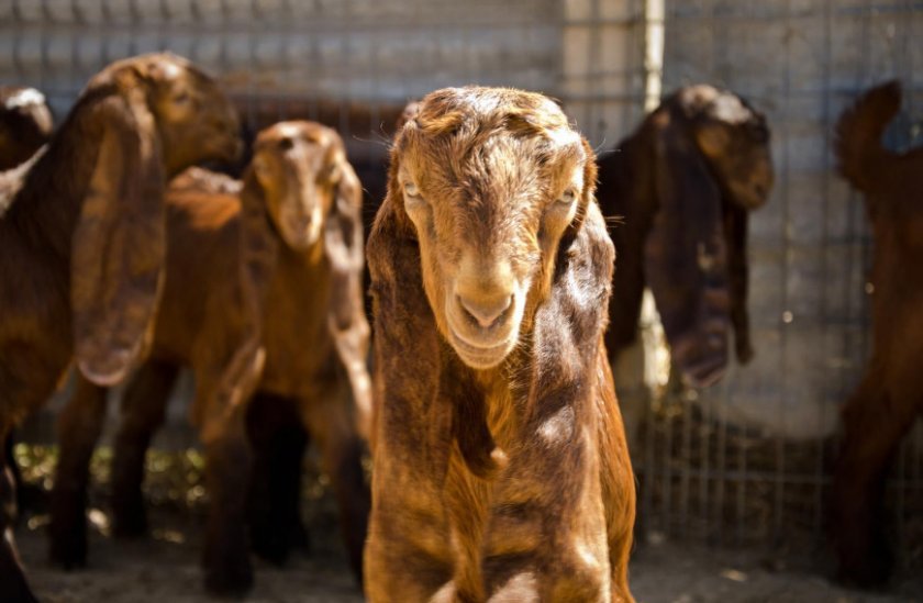 a2192de2116ae3d8f511e929af2943dc Дамаська коза породи шамі: характеристика, особливості розведення в домашніх умовах
