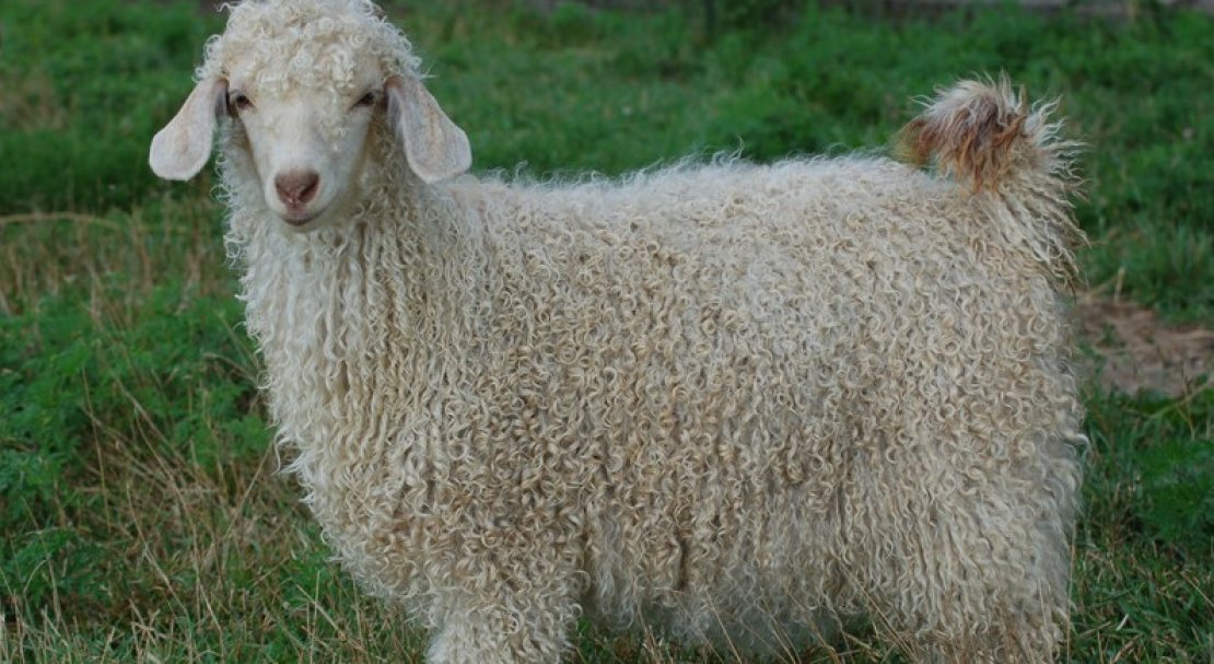 a21dca658fe0415727ac38d88d513442 Ангорська коза: опис та характеристика кіз, відмінності від інших видів, особливості утримання і догляду, як отримати шерсть, фото
