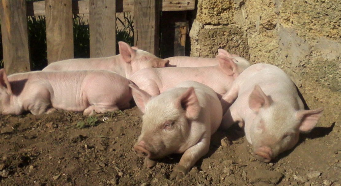 a220618a1d191fe20c87bbbfc3c19b9a Ландрас — порода свиней: характеристика і опис з фото, особливості розведення, годівлі та догляду, відео
