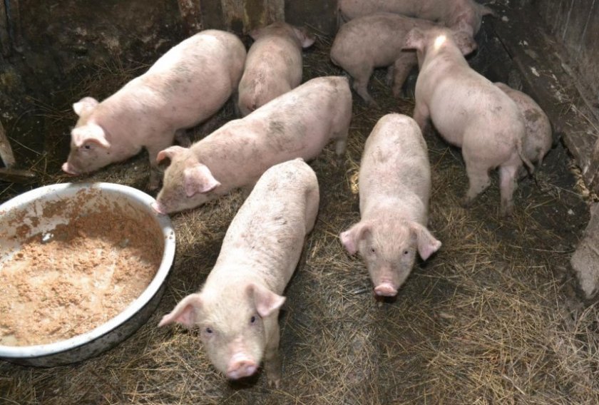 a3a48bdd2a7bb2ad1355cc2bcf6e1108 Ландрас — порода свиней: характеристика і опис з фото, особливості розведення, годівлі та догляду, відео