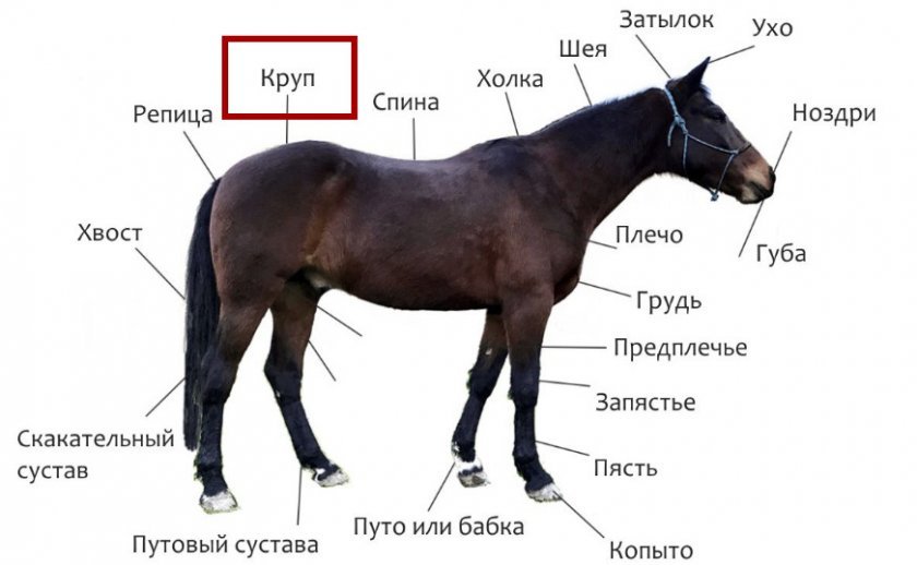 a429e9870e6b2b5c857e684c3e143dd0 Круп коня: що це таке і де знаходиться, фото