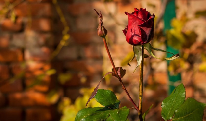 a5135461ea8f5eac486ca0d5d3898b76 Добриво для троянд: чим удобрювати троянди восени, як приготувати добрива, скільки і як правильно вносити