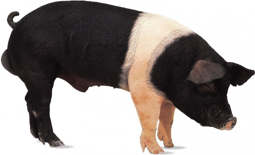 a575c1c804810c9f93737bd680ca8d00 Мясні породи свиней та їх характеристика