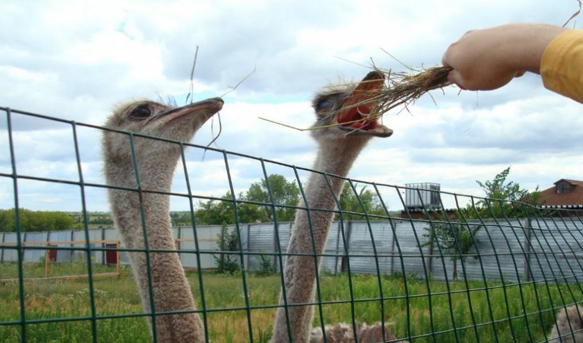 a591405adfdff5fecaf6a71a3450ccc2 Що страуси їдять у домашніх умовах і в природі: скільки разів на день, особливості травлення