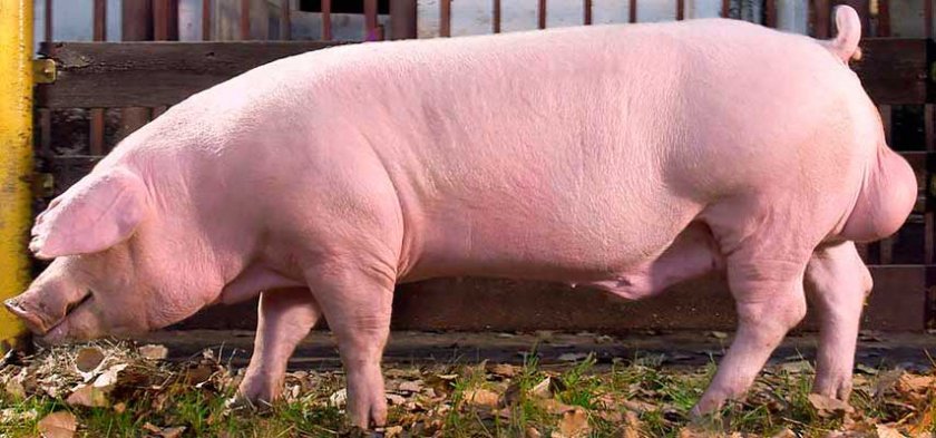 a5d9a38c1d8be6698d14f7acc6021d5b Мясні породи свиней та їх характеристика