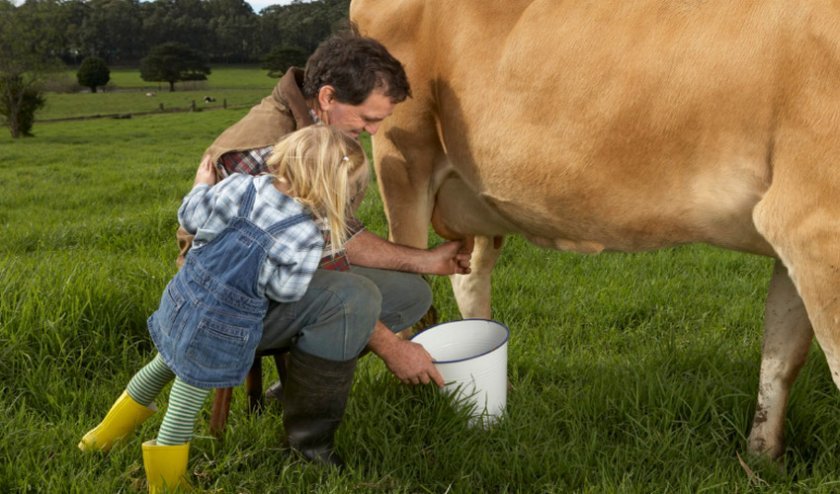 a73453e897388a6e6c0a4fbf5276f5e9 Як правильно доїти корову, скільки разів на день можна доїти, способи доїння