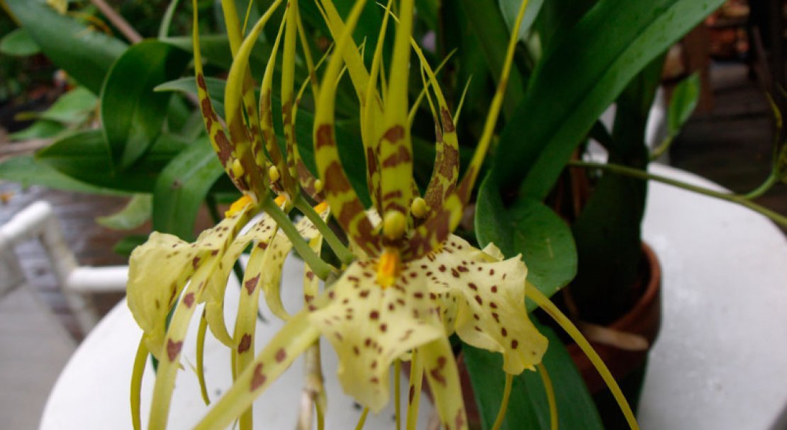 a7a3186a96b4de3cf056e642367ff1ac Самі красиві орхідеї: ТОП 13 кращих видів та їх опис, фото
